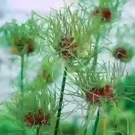 Vineale Hair